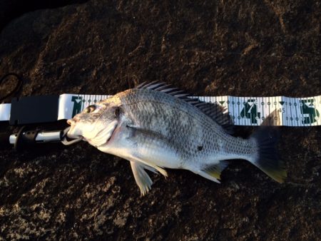 チニング！伝法大橋にて